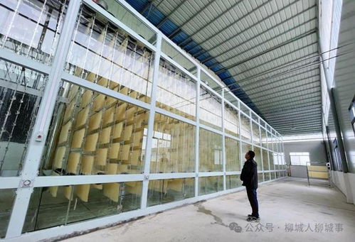 這幾個(gè)柳城仔去比賽,捧回1金 3銅